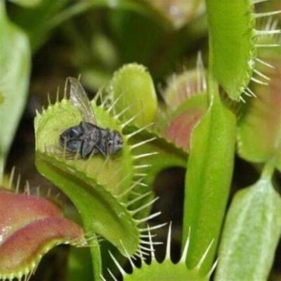 new Dionaea Muscipula Giant Clip Venus Fly trap Seeds 50PCS