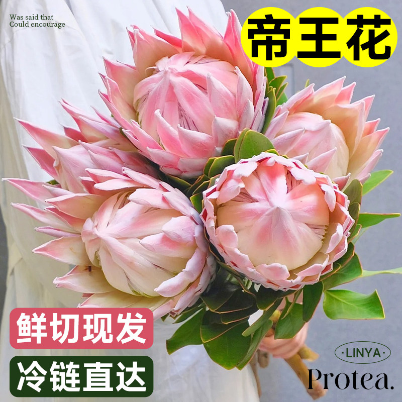 南非帝王花鲜花公主花水培水养鲜切花客厅室内插花瓶云南基地直发