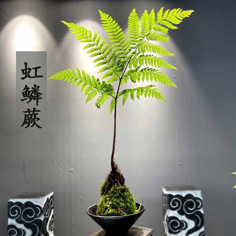 虹鳞蕨红毛蕨水培苔藓球苔玉球简单好养绿植茶桌摆件室内盆景