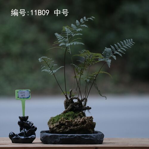 山野雅居 一物一拍吸水石狼尾蕨老桩微景喜阴耐旱易养茶桌办公室