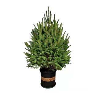 Christmas tree real tree spruce potted plant realNobel pine
