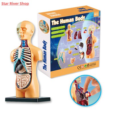 3D Human Body Torso Model Educational Assembly Learning DIY