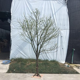 干树枝装饰枯枝白色树杆许愿树橱窗造景造型落地摆件婚庆路引道具