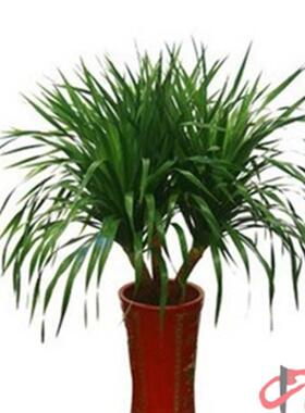 应血盆栽室内盆景80178四季常供青不含龙树盆