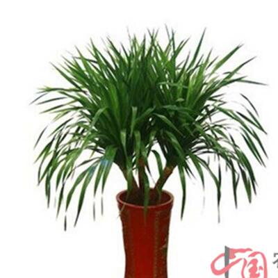 应血盆栽室内盆景80178四季常供青不含龙树盆