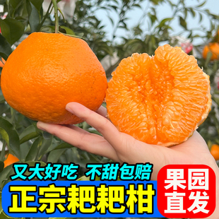 【乡村振兴】正宗四川春见耙耙柑头茬鲜果新鲜采摘颗粒饱满