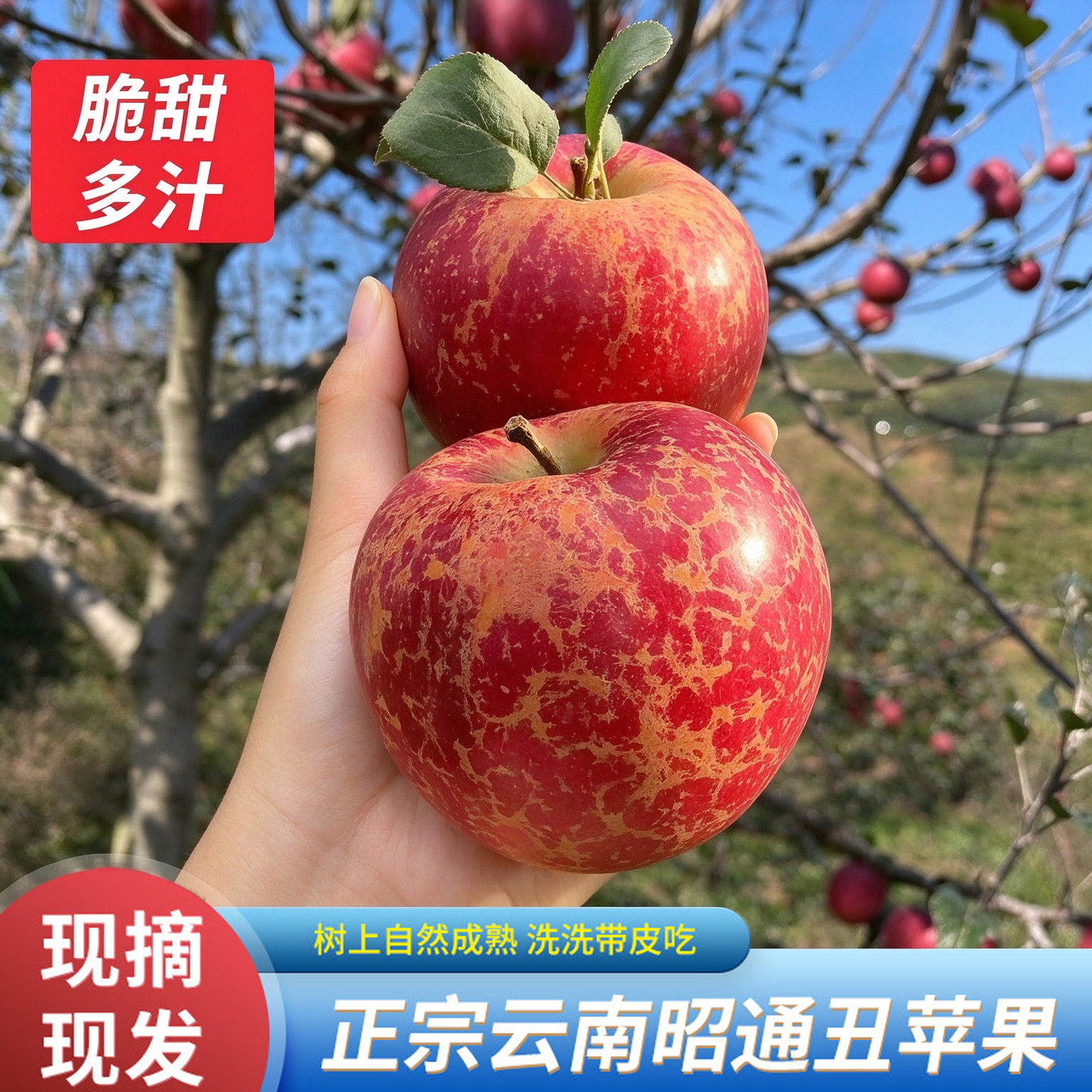 【丑苹果】正宗云南昭通高原丑苹果新鲜当季脆甜多汁新鲜水果