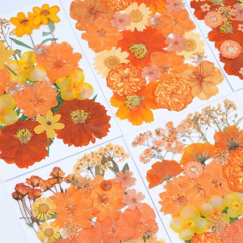 Halloween Orange Dried Flowers Diy Glue Material Embossed Ha