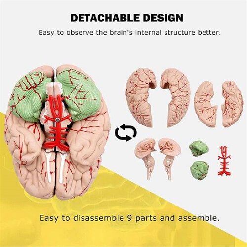 Human Brain Model,Life Size Human Brain Anatomy Model With