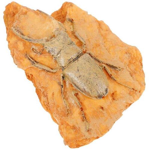 Insect Specimen for Teaching Science Paleontological Decor