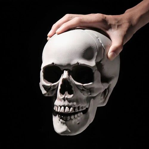 Platic Skull Head  All Size Realitic Skull Skeleton Head for