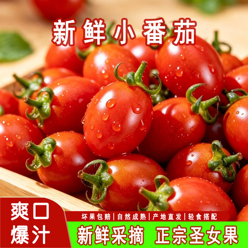 当季新鲜现摘圣女果小番茄整箱