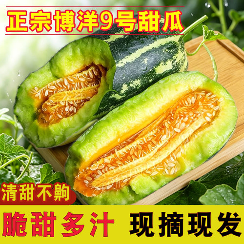 博洋9号甜瓜现摘头茬脆甜多汁