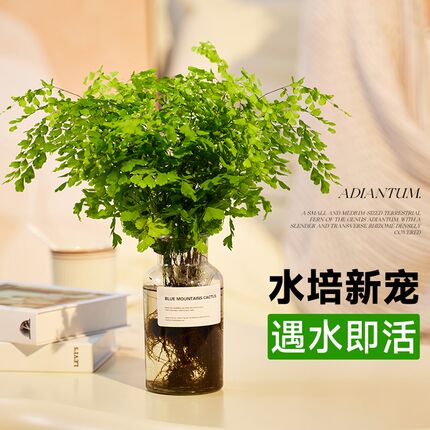 铁线蕨水培植物盆栽室内办公室桌面绿植水养清新空气四季好养绿色