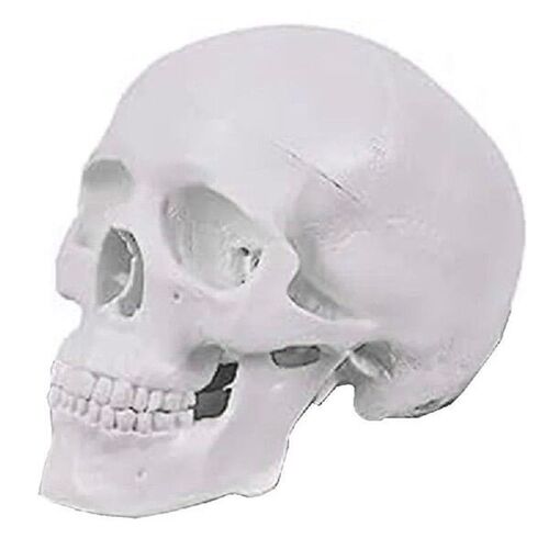 SPOR Mini Human Skull Model, 3 Parts Anatomical Skull Model