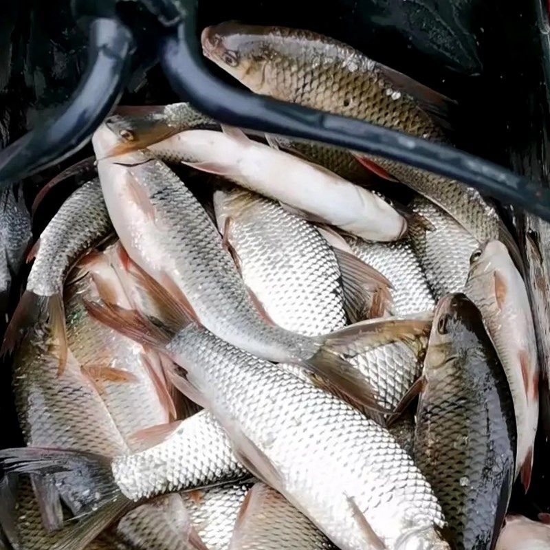 钓鲮鱼专用小药野钓土鲮鱼饵料浓腥香味泰鲮方块饵麦鲮窝料诱鱼剂,户外/登山/野营/旅行用品,台钓饵,淘宝优惠券,粉丝福利购,淘宝优惠卷