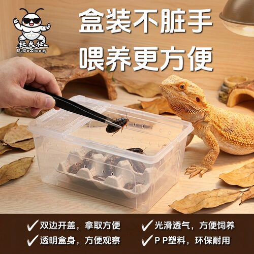 盒装杜比亚蟑螂虫子车厘子爬宠活体饲料蜥蜴守宫角蛙高蛋白蜘蛛