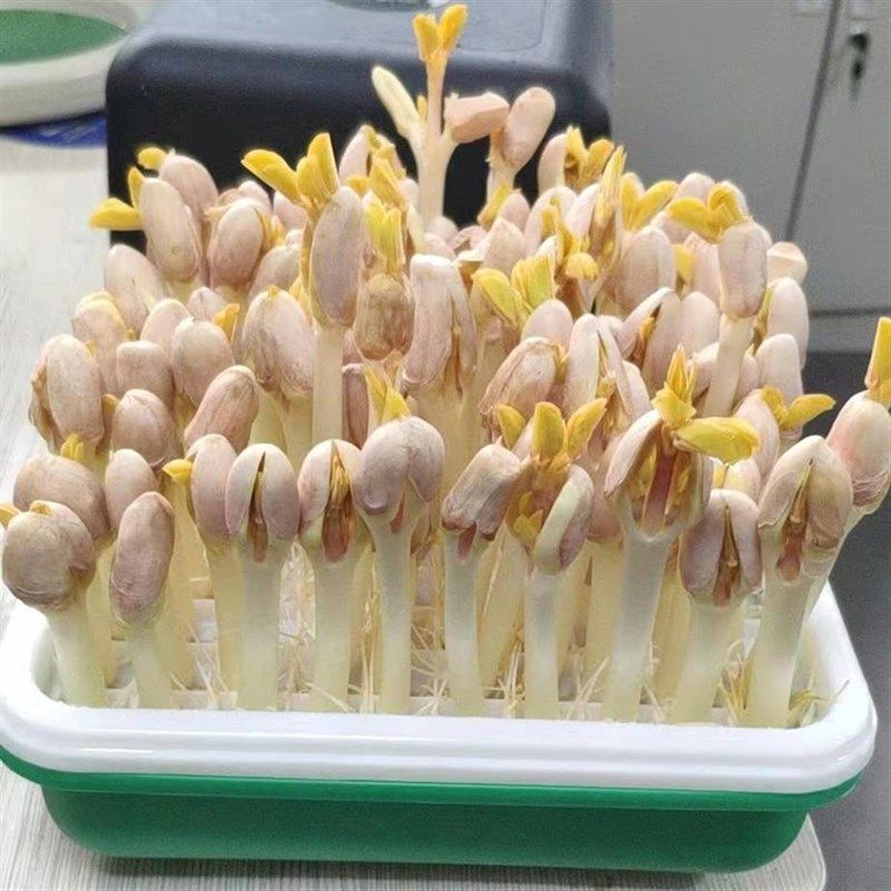 花生芽种植盆生豆芽水培箱发芽神器 芽苗菜育苗盘豆苗种籽种植盒,鲜花速递/花卉仿真/绿植园艺,育苗盘/营养钵,淘宝优惠券,粉丝福利购,淘宝优惠卷