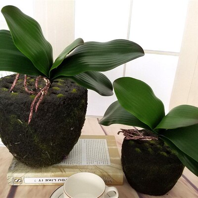 S M L Artificial Butterfly Orchid Leaf Phalaenopsis Real Tou