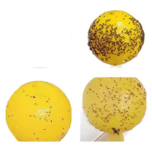 1-4PCS Sticky Traps Fruit Fly Trap Yellow Sticky Bug Trap