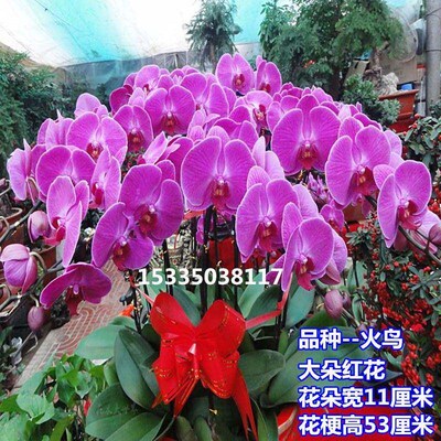 Phalaenopsis Orchid Seedlings with Flower Swords and Buds
