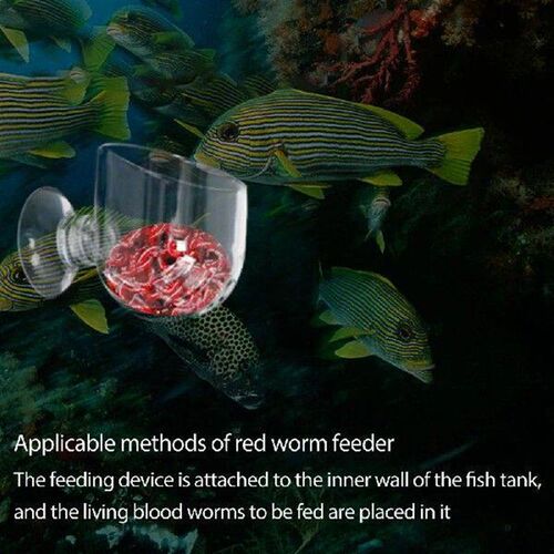 Practical Fish Feeding Container with Suction Cup Acrylic