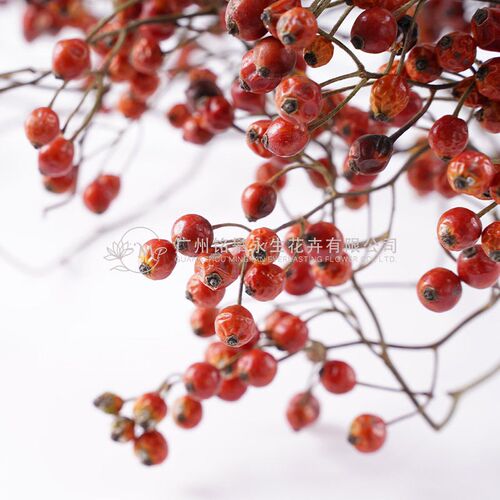 Mountain Rose Hip Dried Flower Arrangement Flower Materials
