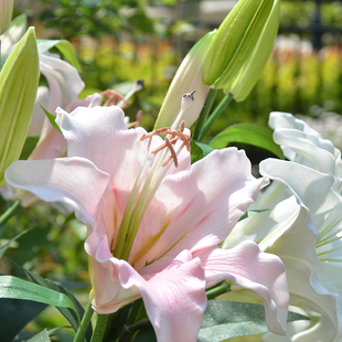 手感保湿百合花假花仿真花束客厅家居装饰婚庆花艺摆件人造花插花