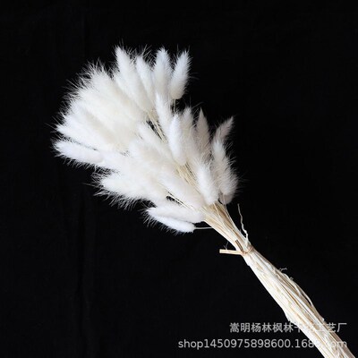 Rabbit Tail Dried Flower Bouquet, Real Flowers, Preserved Fl