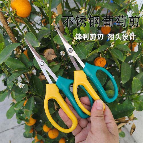 Wholesale Stainless Steel Grape Pruning Shears, Fruit and