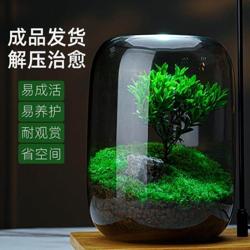 生态缸微观微型森林人办公懒室盆栽宿桌面生态瓶真植物苔舍藓微景