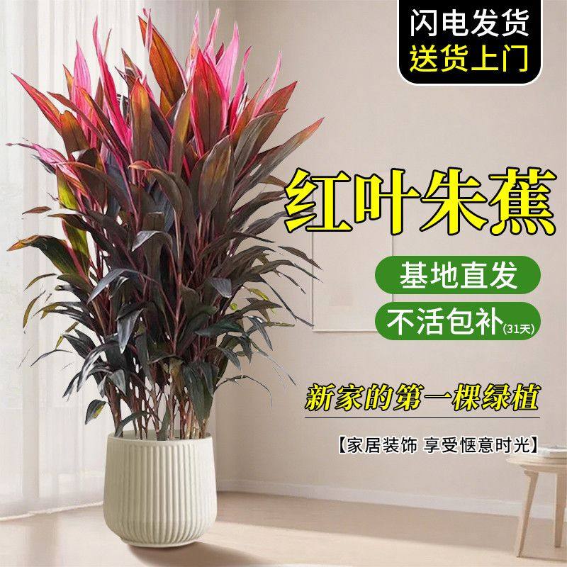 红叶朱蕉盆栽室内外客厅净化空气红叶观叶网红绿植大叶植物好养活,鲜花速递/花卉仿真/绿植园艺,大型绿植/成品组合盆栽,淘宝优惠券,粉丝福利购,淘宝优惠卷