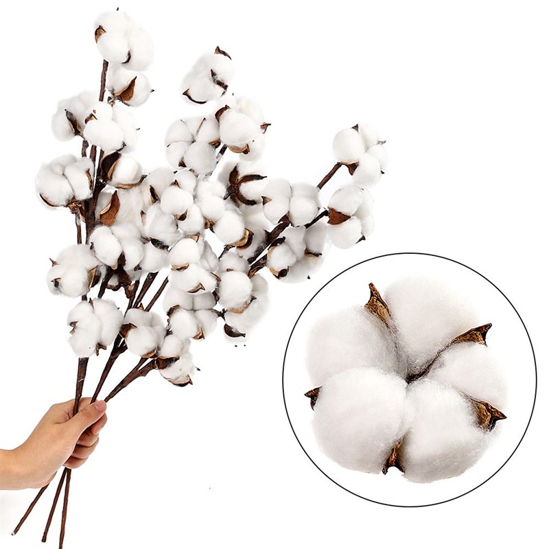 Simulation Flower Cotton Natural Dried Flowers Wedding Home图片