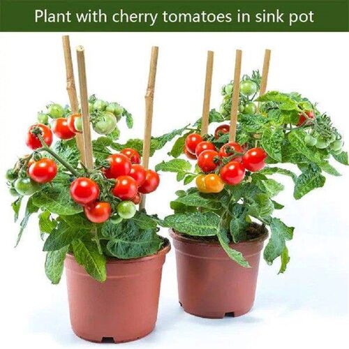 20Pcs Plant Support Frames Anti-break Plant Support Poles