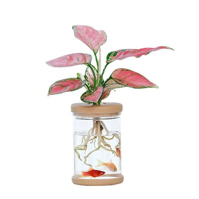 Transparent Hydroponic Vase Plastic Vase Simple Style Plant
