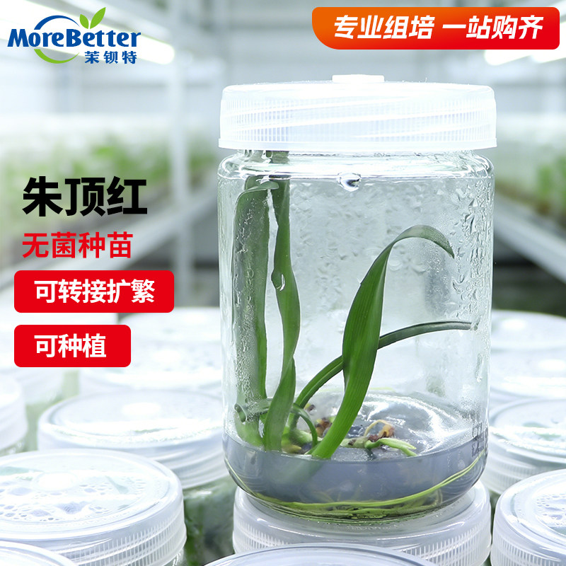 茉钡特朱顶红无菌组培苗幼苗种苗