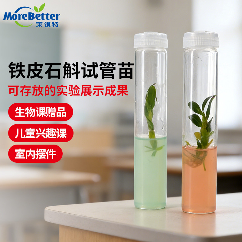 石斛彩色试管苗无菌组培高中生物