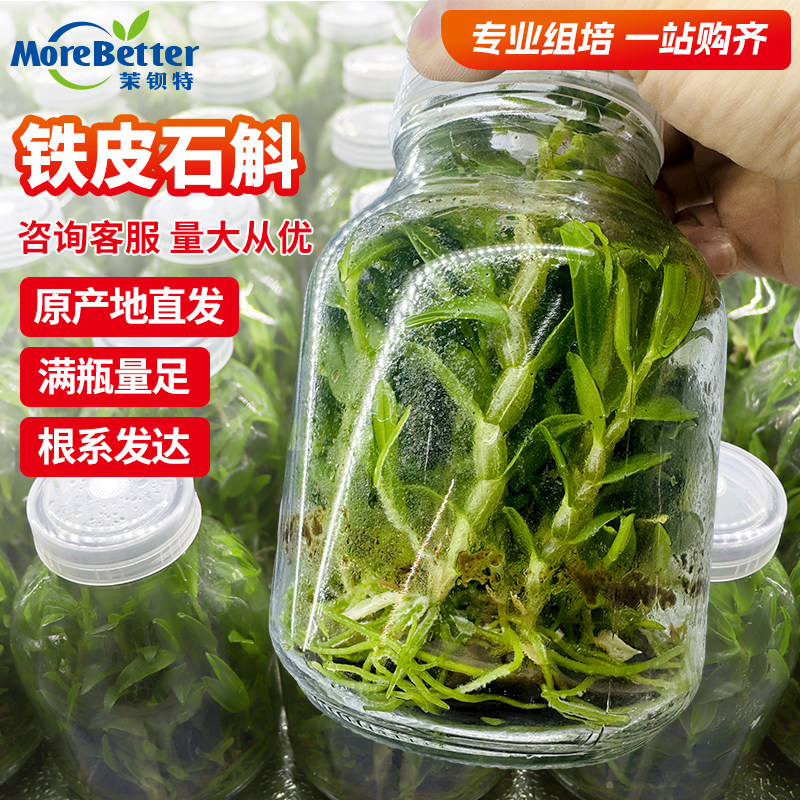 铁皮石斛无菌组培苗瓶苗浙江品种