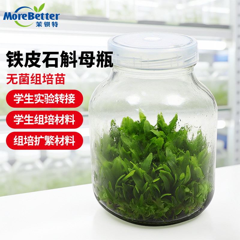 铁皮石斛母瓶苗可转接红杆软脚
