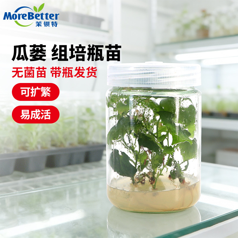 瓜蒌吊瓜组培瓶苗母苗无菌种苗可转接扩繁根系发达带瓶无菌发货