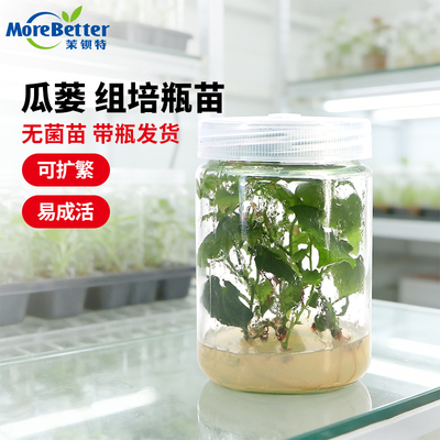 瓜蒌吊瓜组培母苗无菌转接扩繁