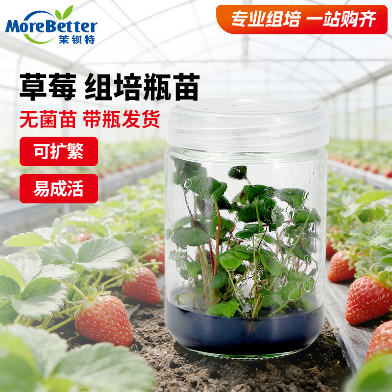 茉钡特生物草莓无菌组培脱毒苗