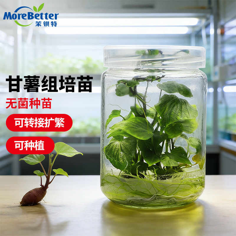 茉钡特红薯无菌组培苗易活根系