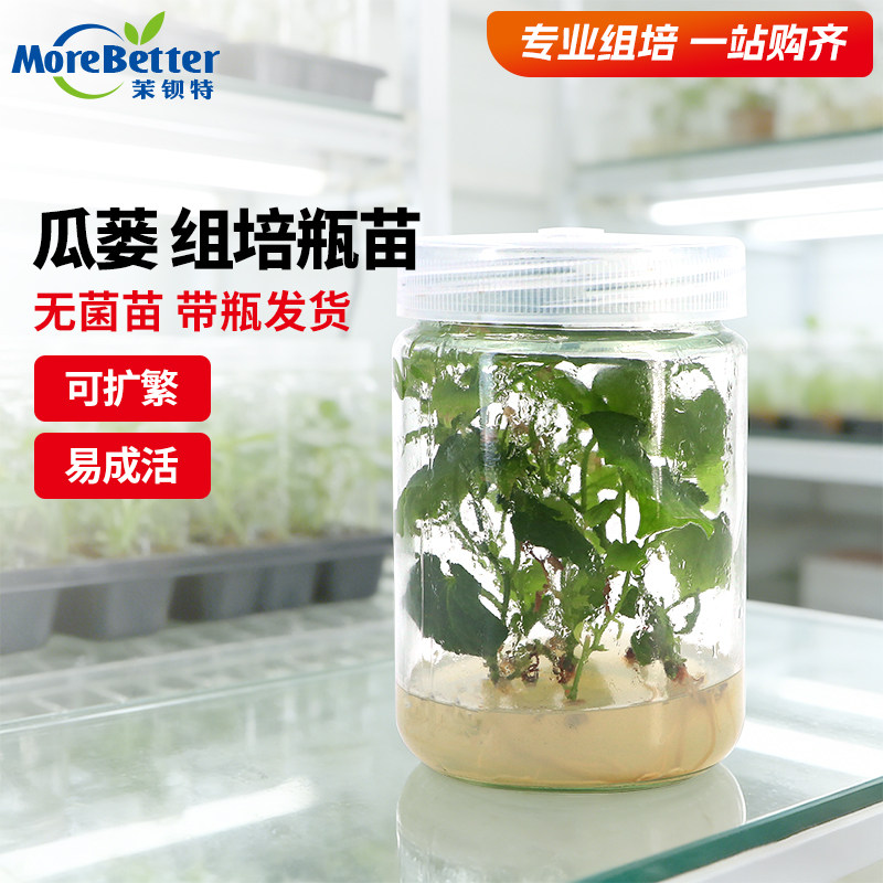 瓜蒌吊瓜组培母苗无菌转接扩繁