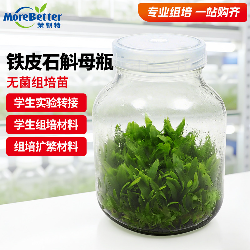 铁皮石斛母瓶苗可转接红杆软脚