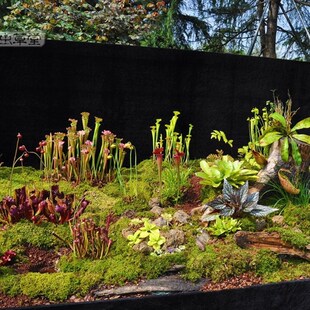 查尔逊瓶子草小虫草堂食虫植物盆栽观叶食人花卉奇花异草蝇超好养