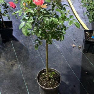 果汁飞溅月季棒棒糖花苗耐热耐开勤花量大多季阳台庭院盆栽花卉