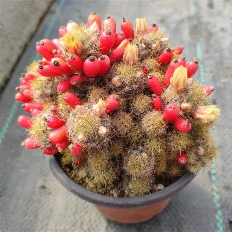 会开花仙人球松霞群生多肉植物新多肉植物