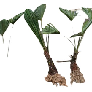 棕树苗棕榈树苗扇子树葵蒲扇棕竹苗棕榈大树别墅绿植野生棕榈树