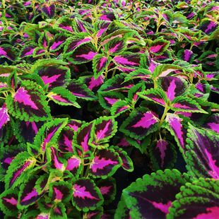 彩叶草净化空气喜阳耐晒绿植庭院阳台花好看好养五彩苏观叶盆栽